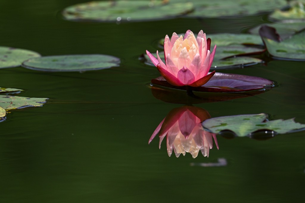 莲花池公园拍晚荷