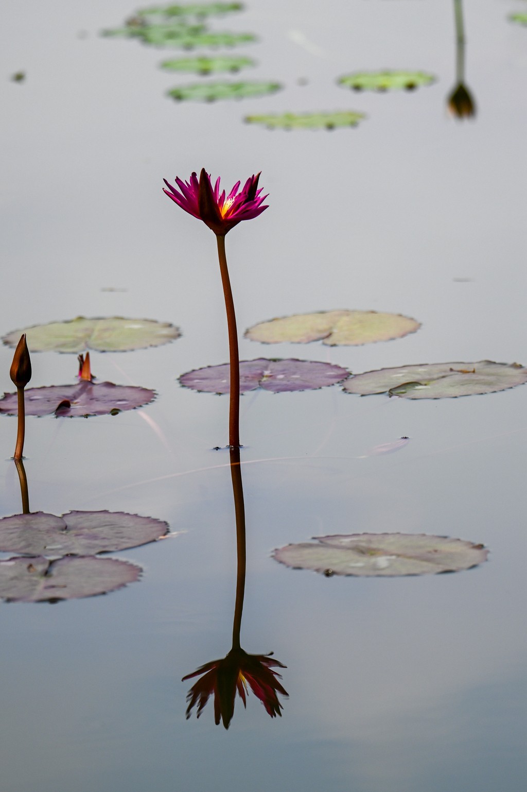 莲花池公园拍晚荷