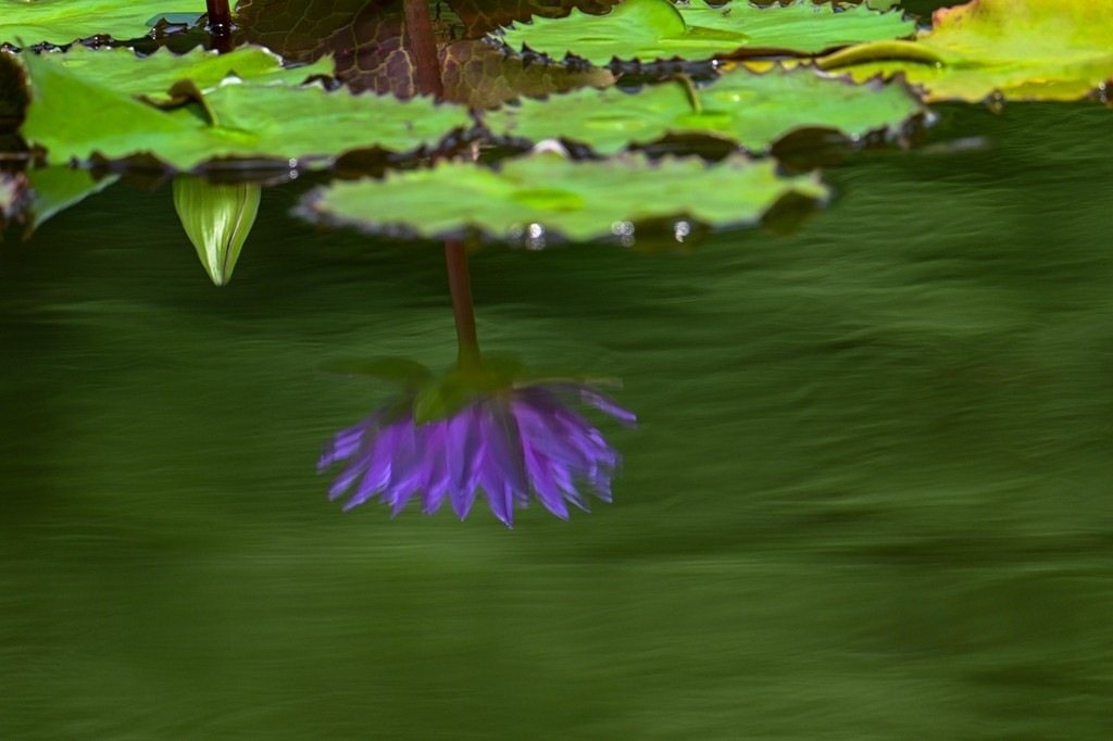 莲花池公园拍晚荷