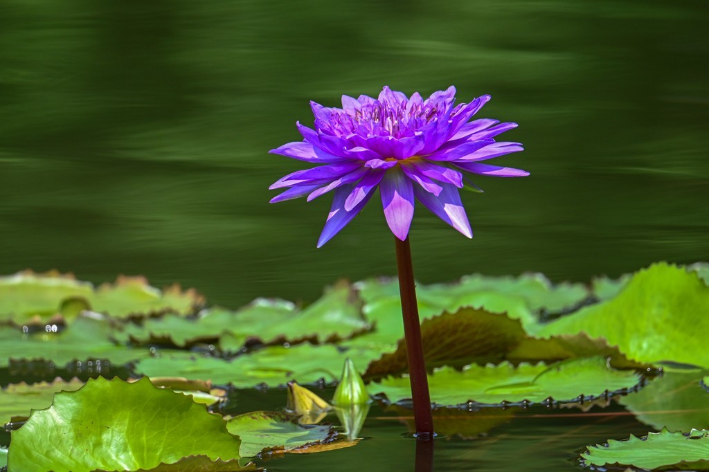 莲花池公园拍晚荷