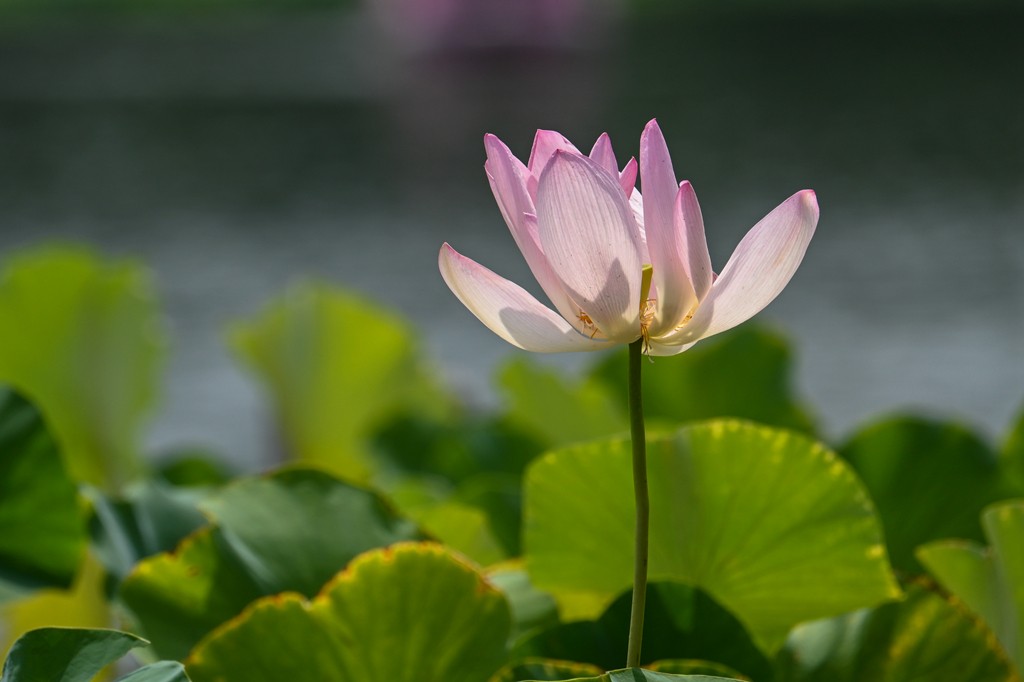 莲花池公园拍晚荷