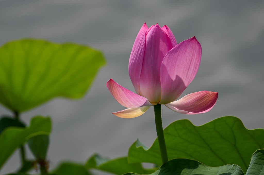 莲花池公园拍晚荷