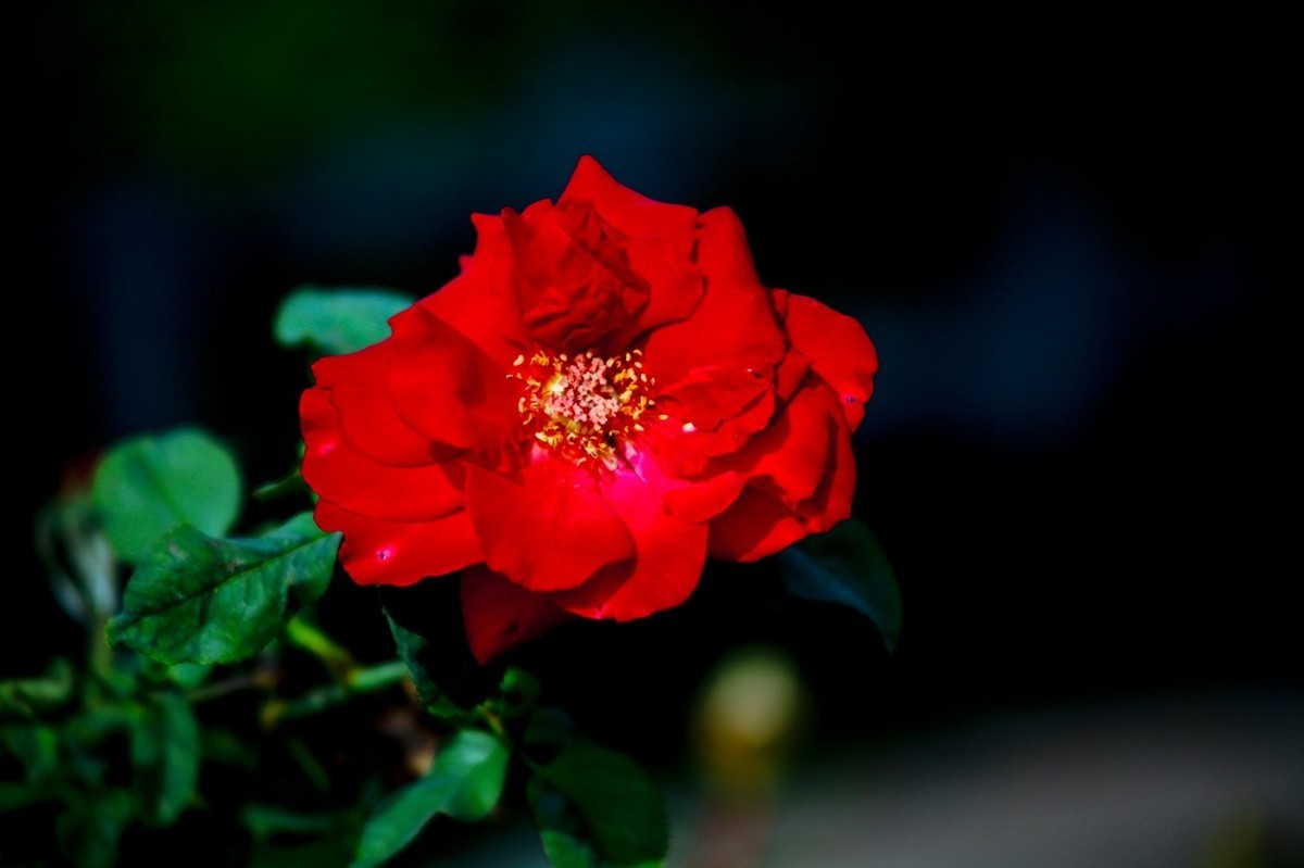 随拍——十月的花儿