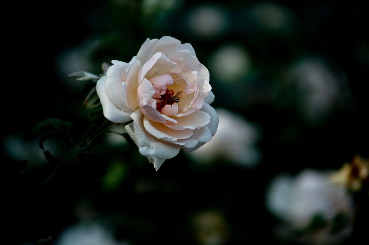 随拍——十月的花儿