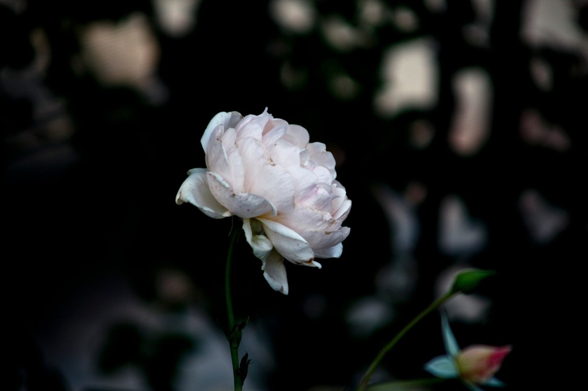 随拍——十月的花儿