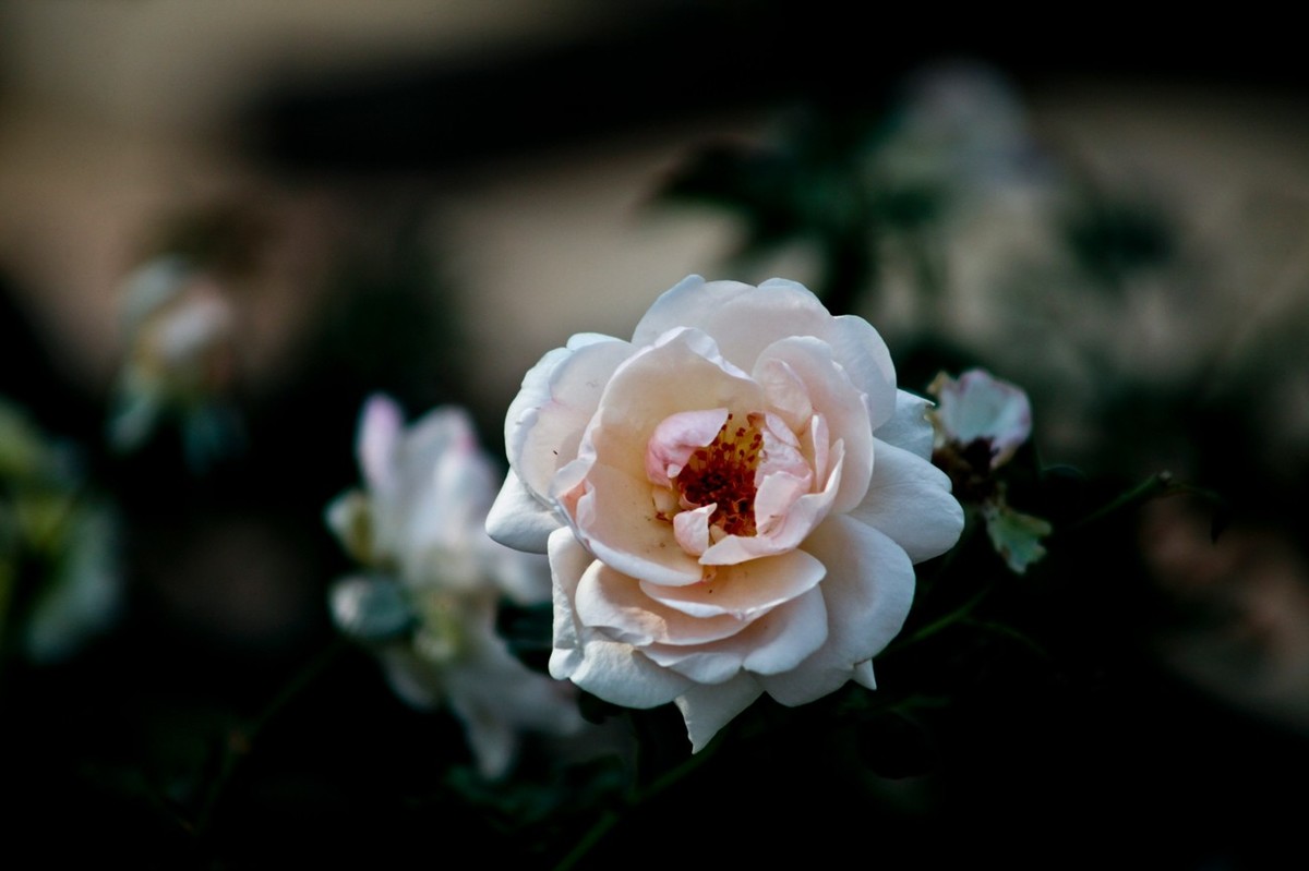 随拍——十月的花儿