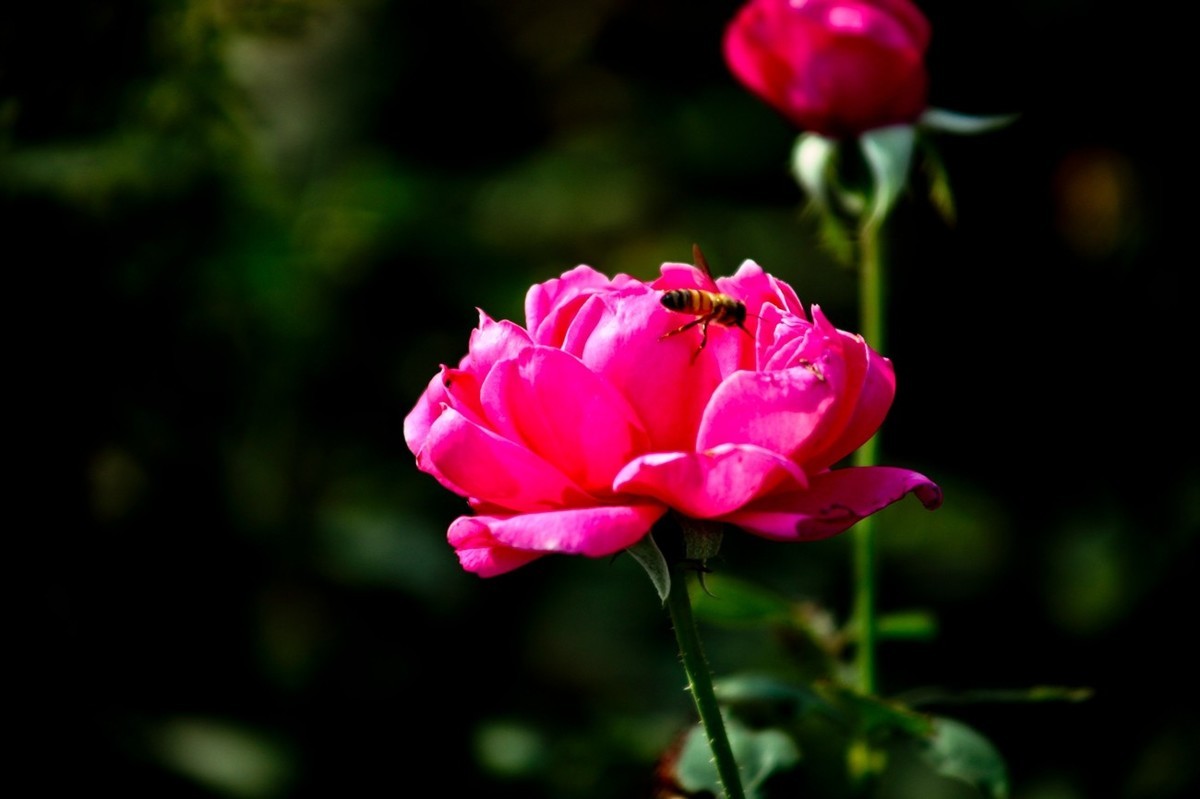 随拍——十月的花儿