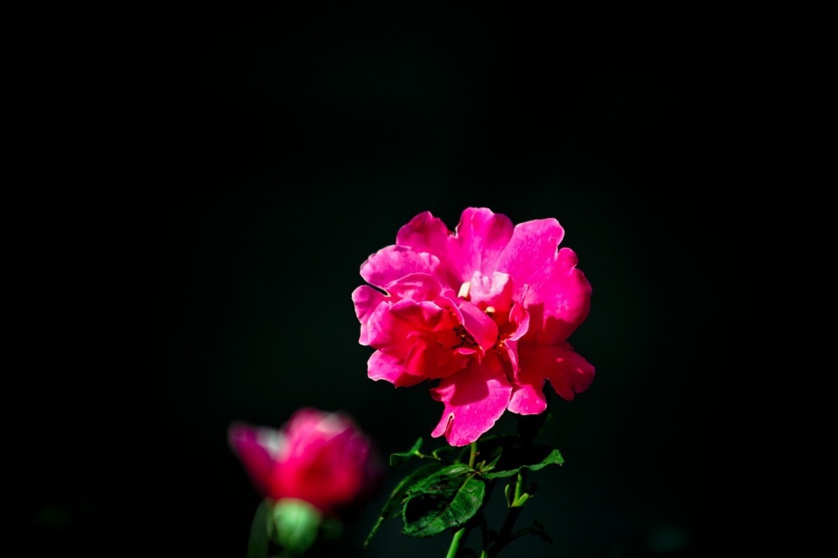 随拍——十月的花儿