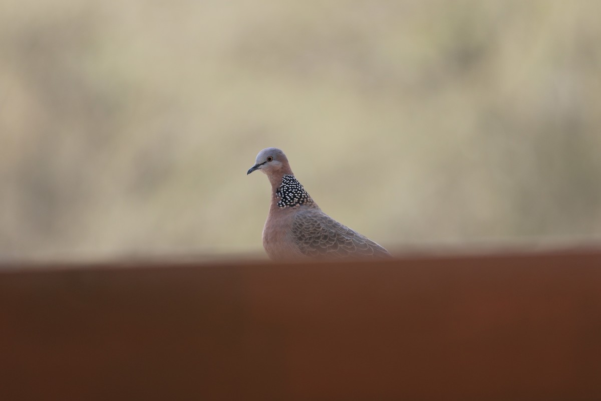 别看这是一款较老的单反相机