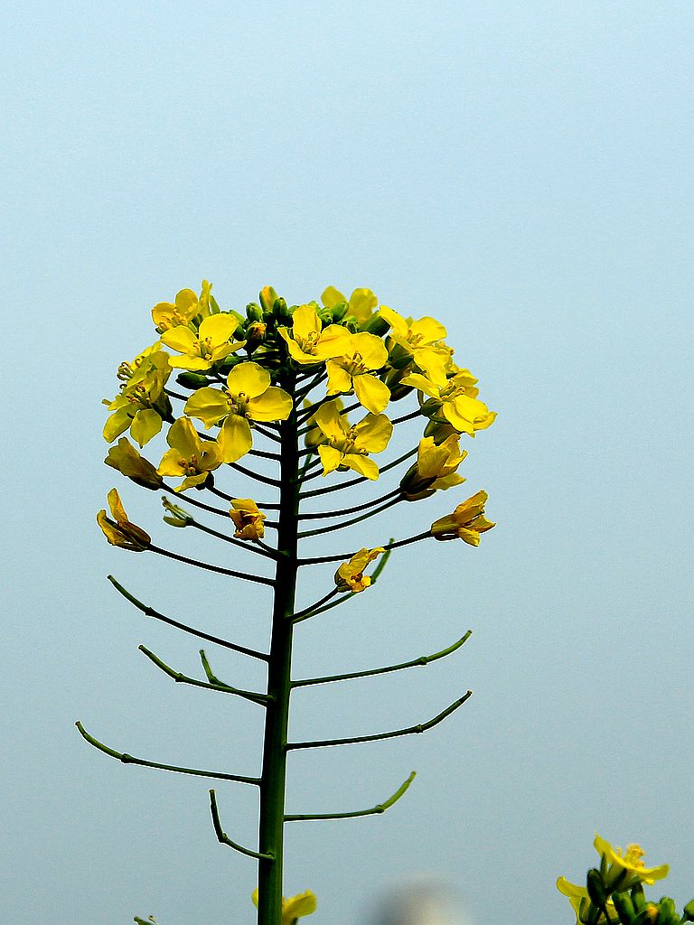 油菜花-5