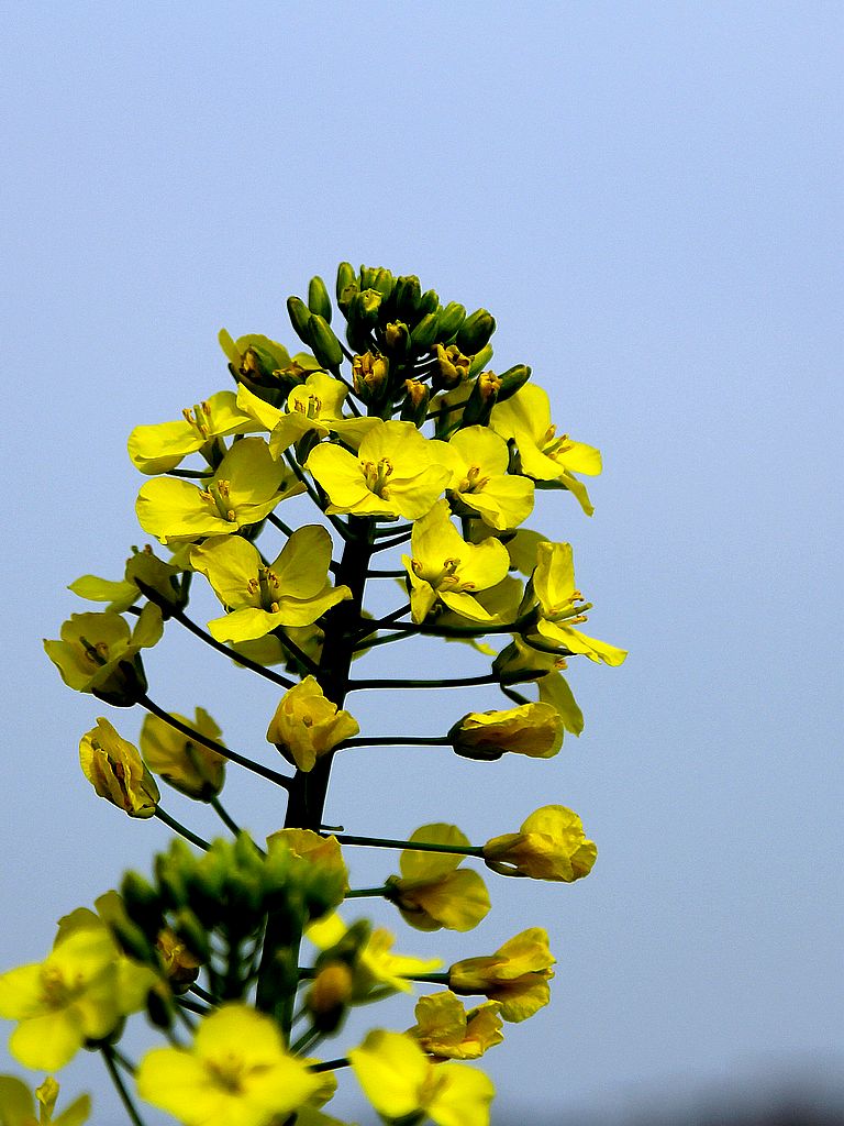 油菜花-5