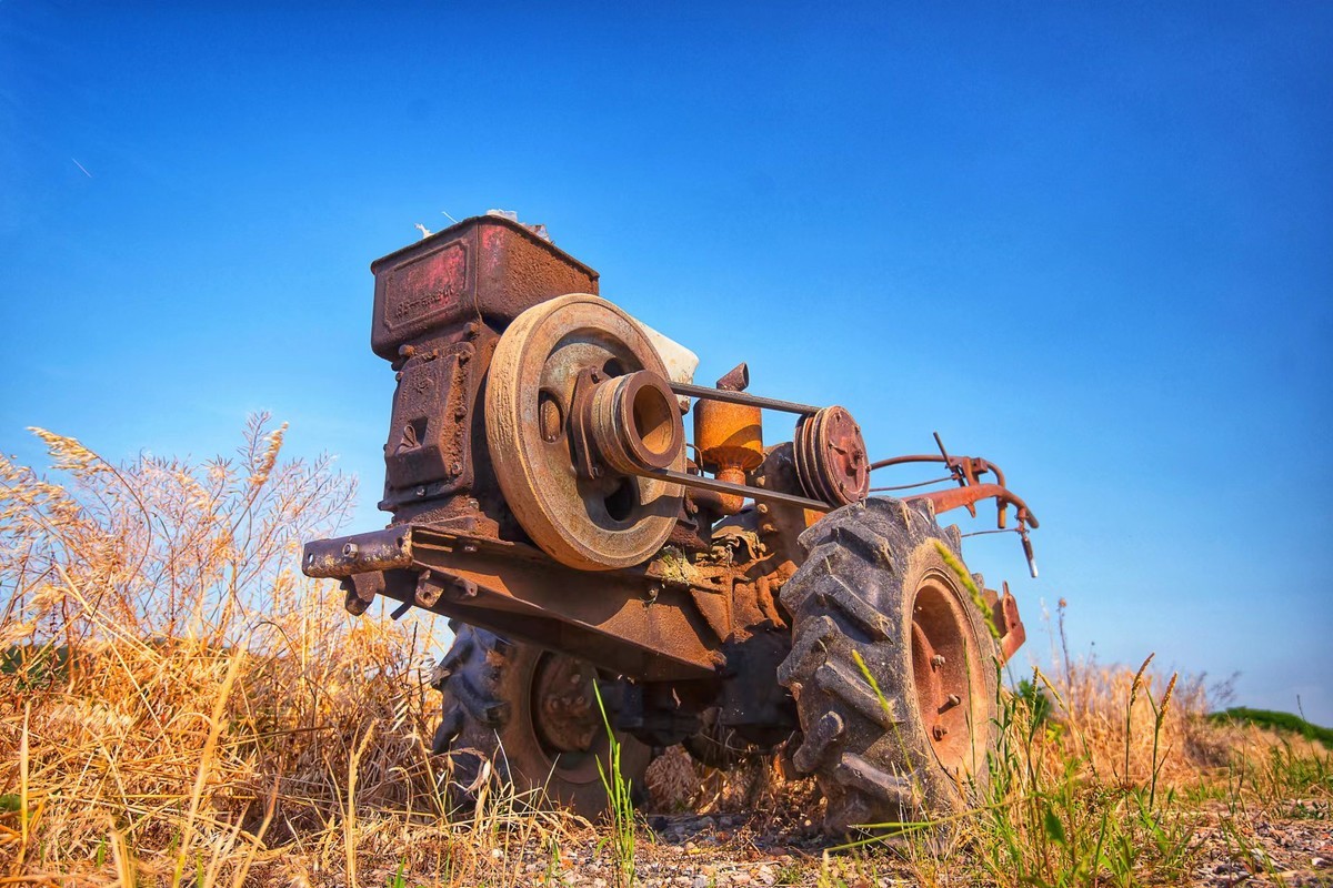 大佛脚下丰收年