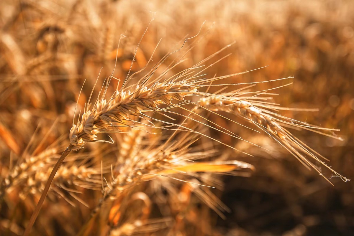 大佛脚下丰收年