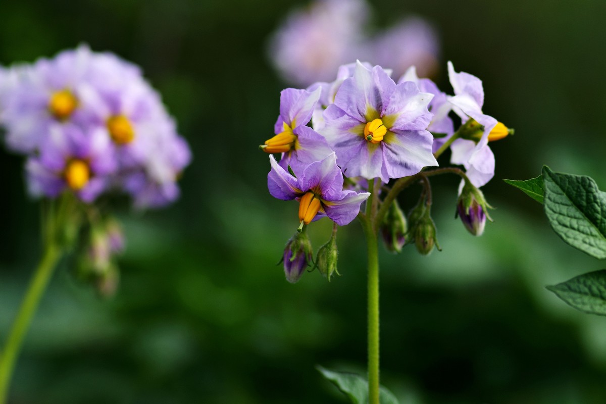 紫色的土豆花-中关村在线摄影论坛