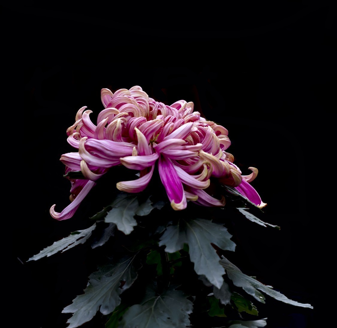 #合肥摄影星空(中国)精华展示#