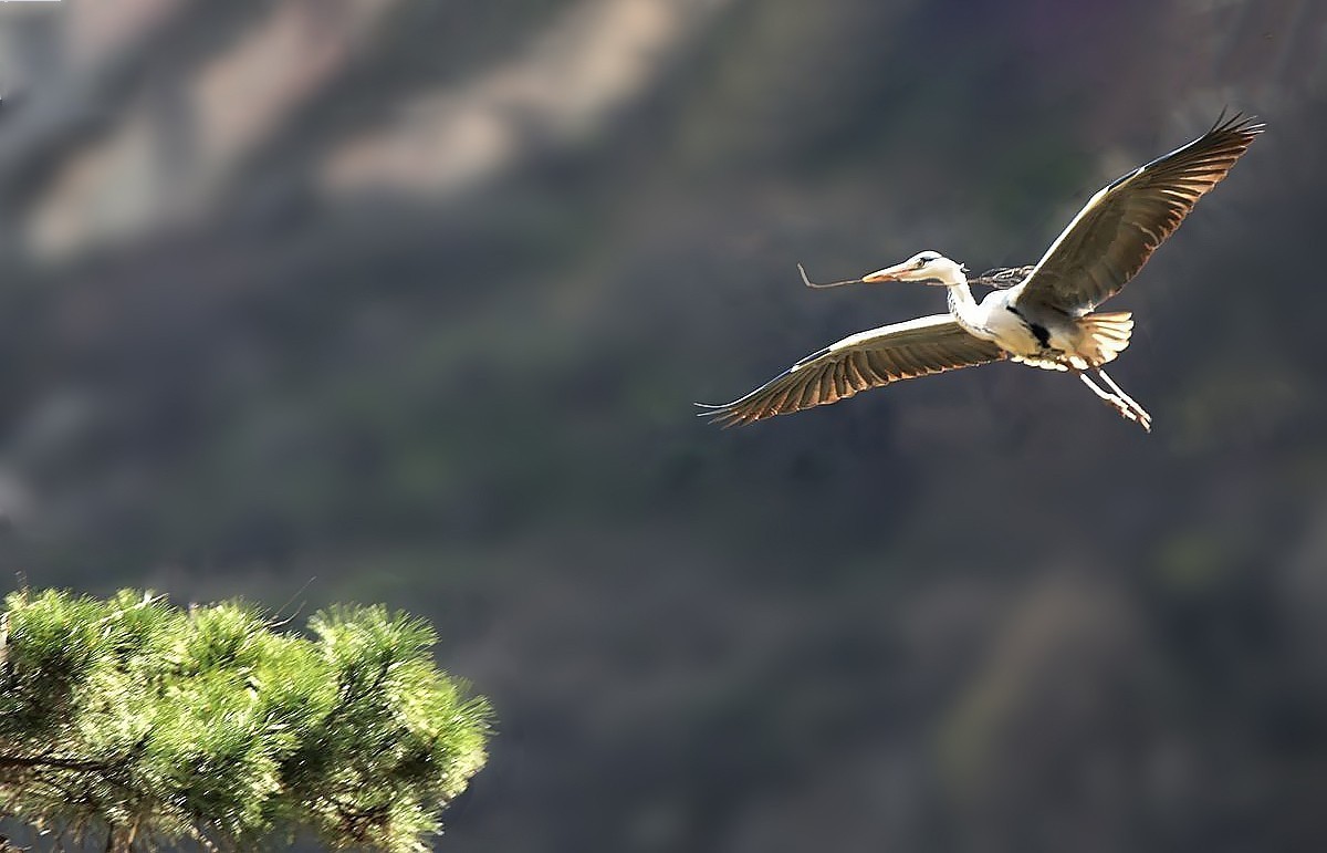 #合肥摄影星空(中国)精华展示#