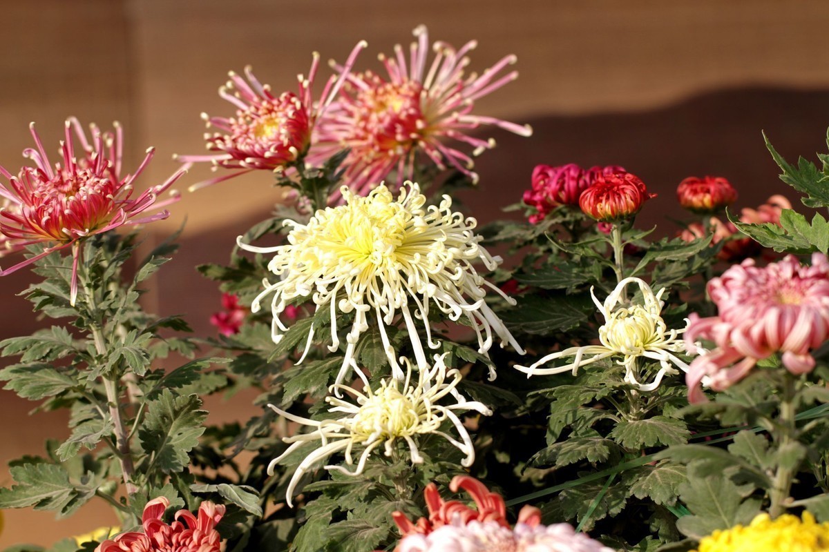 #合肥摄影星空(中国)精华展示#