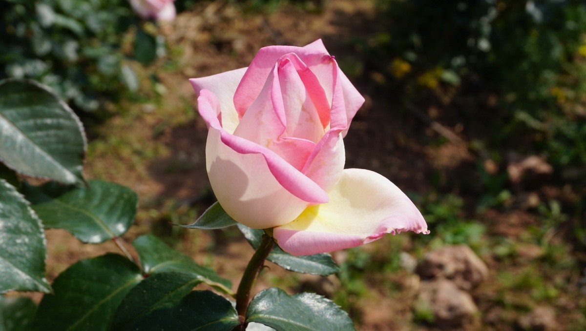 玫瑰月季分不清