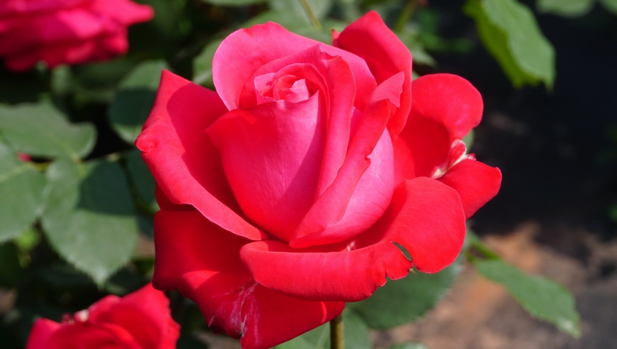 玫瑰月季分不清