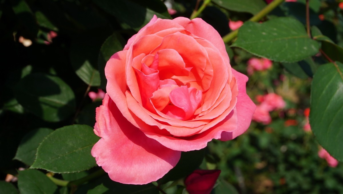 玫瑰月季分不清