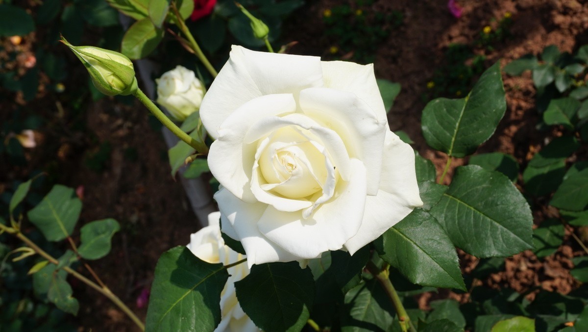 玫瑰月季分不清