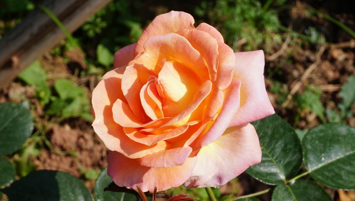 玫瑰月季分不清