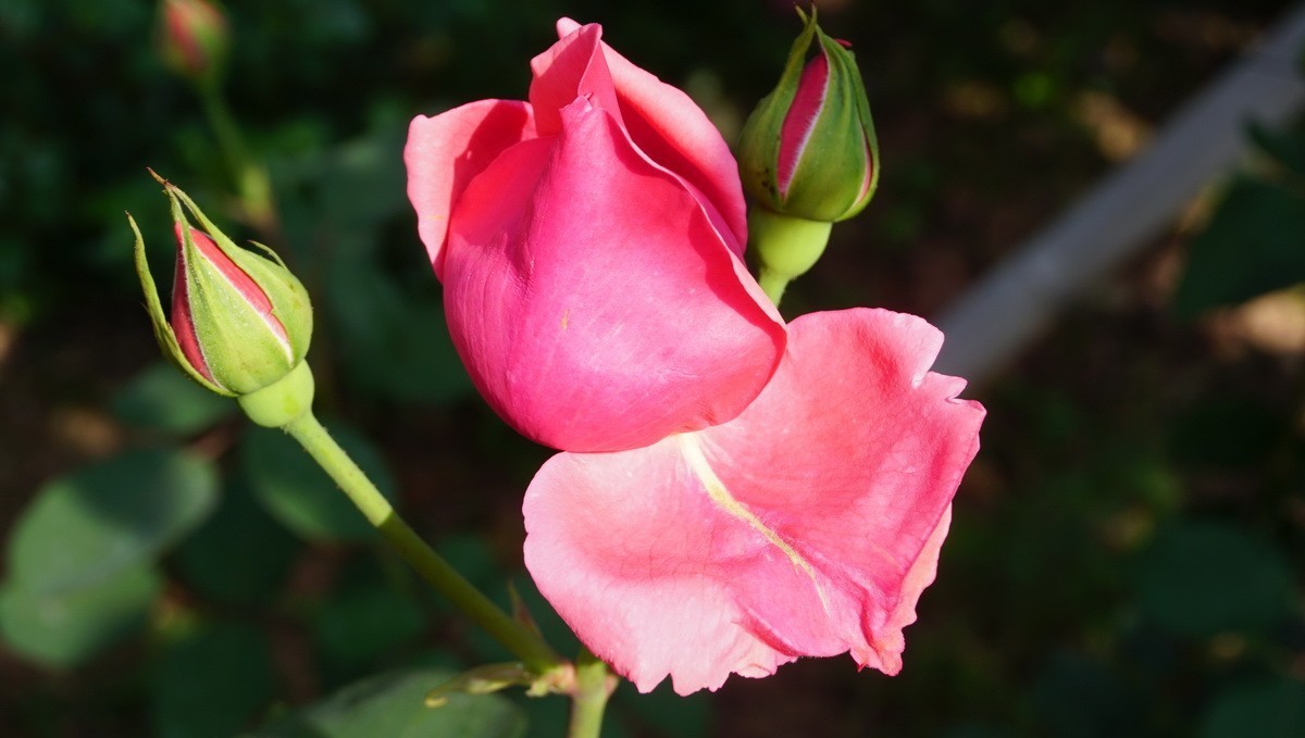 玫瑰月季分不清