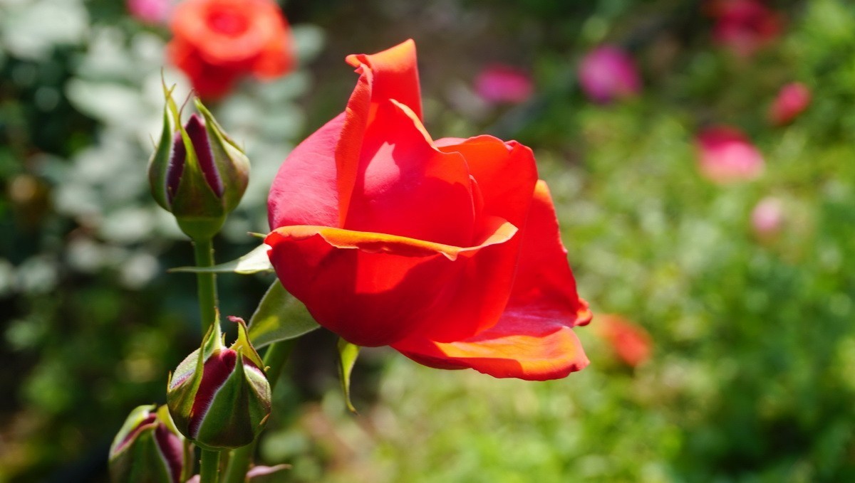 玫瑰月季分不清