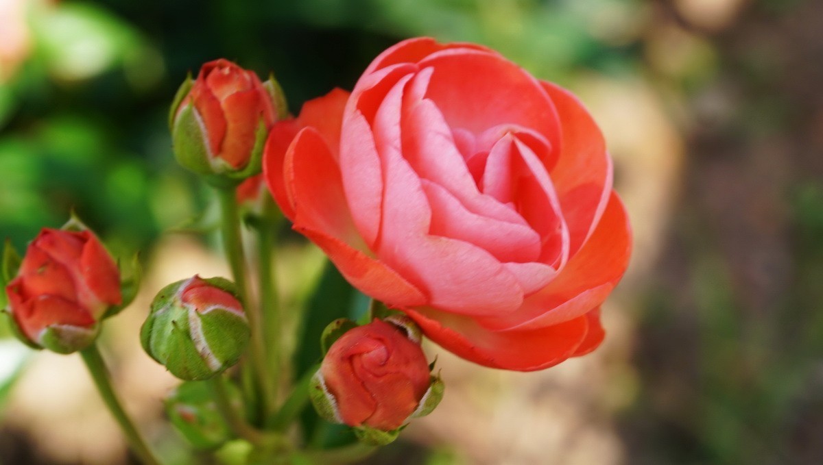 玫瑰月季分不清