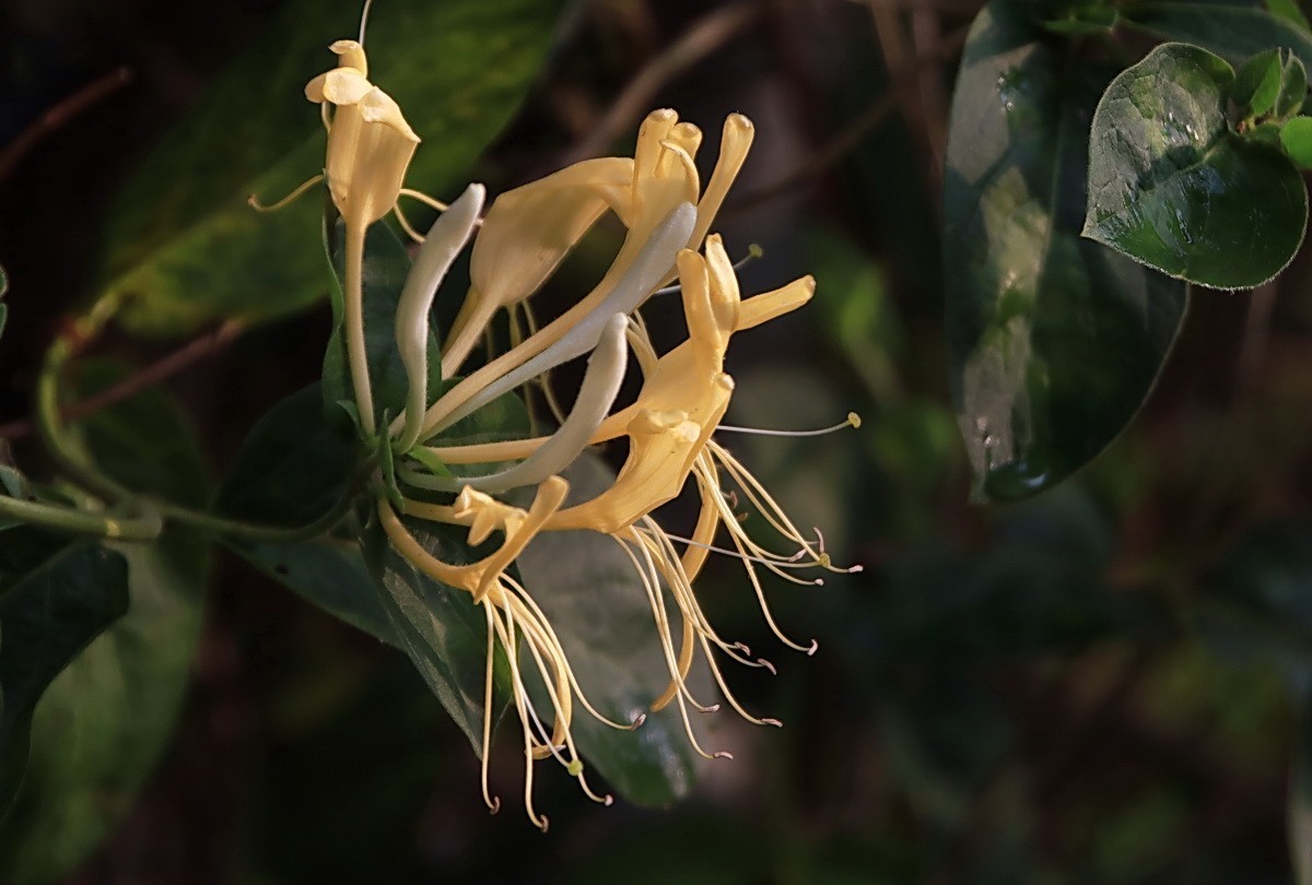 关东百花园（330）——金银花影
