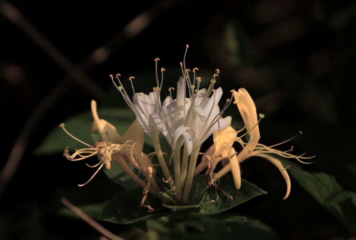 关东百花园（330）——金银花影