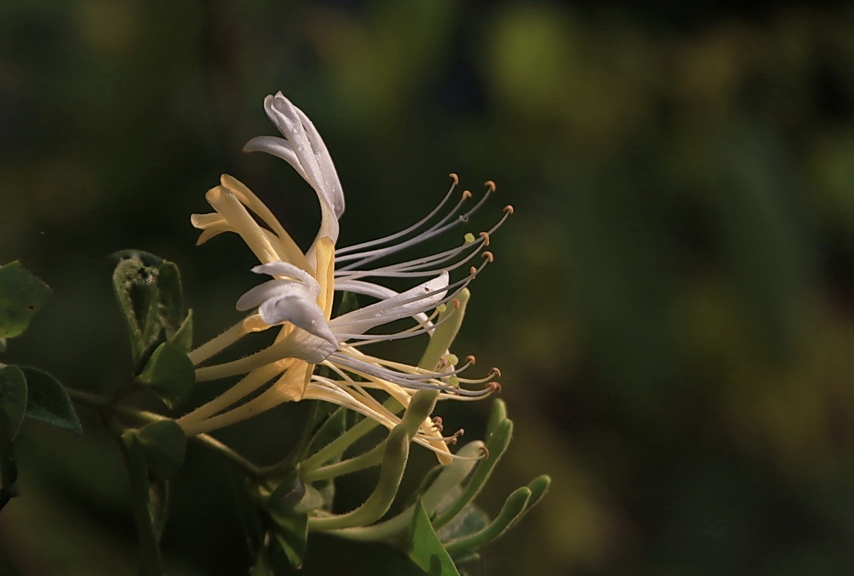 关东百花园（330）——金银花影