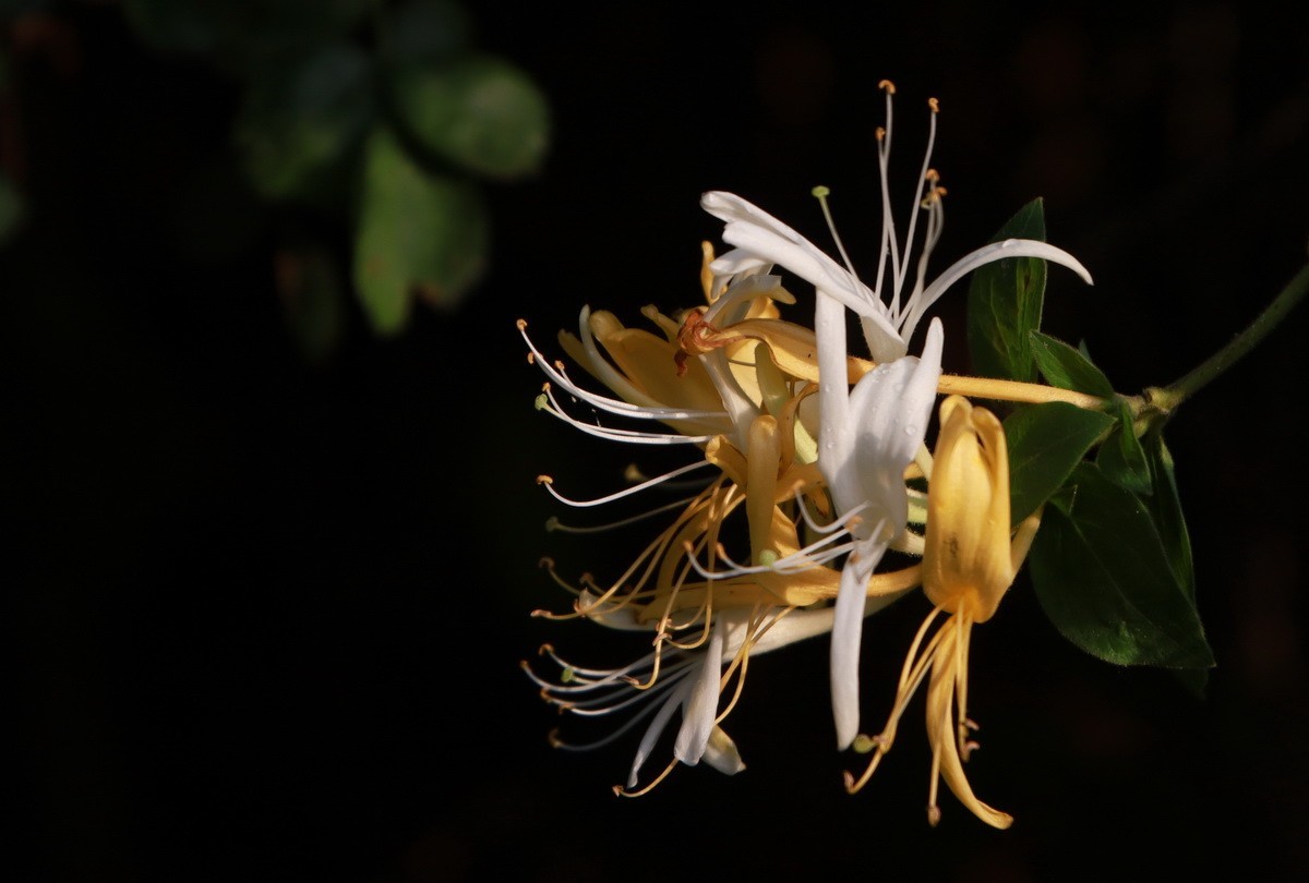 关东百花园（330）——金银花影