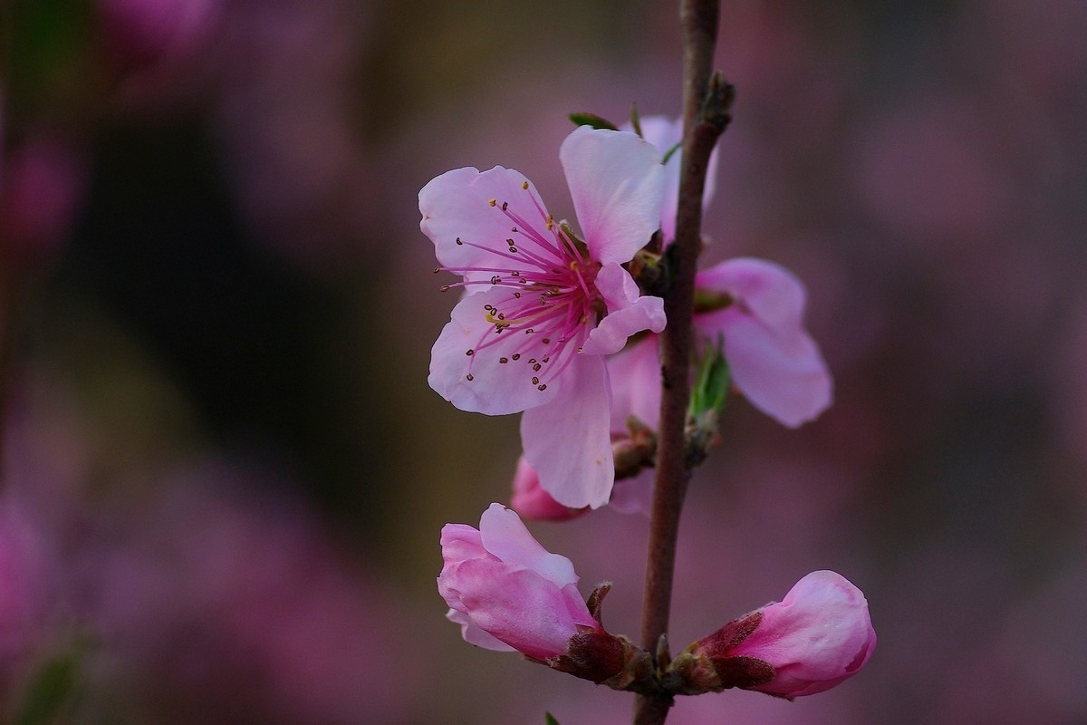 热烈奔放的山桃花