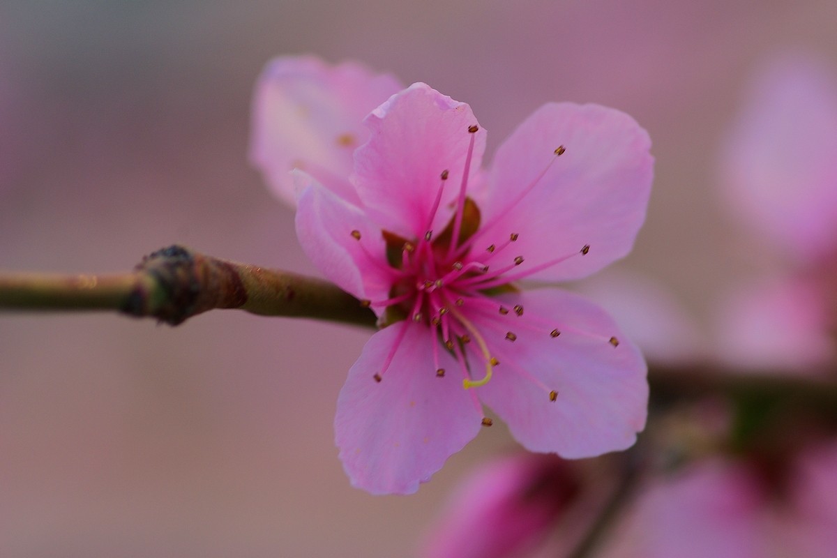 热烈奔放的山桃花
