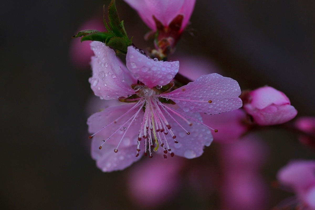 热烈奔放的山桃花