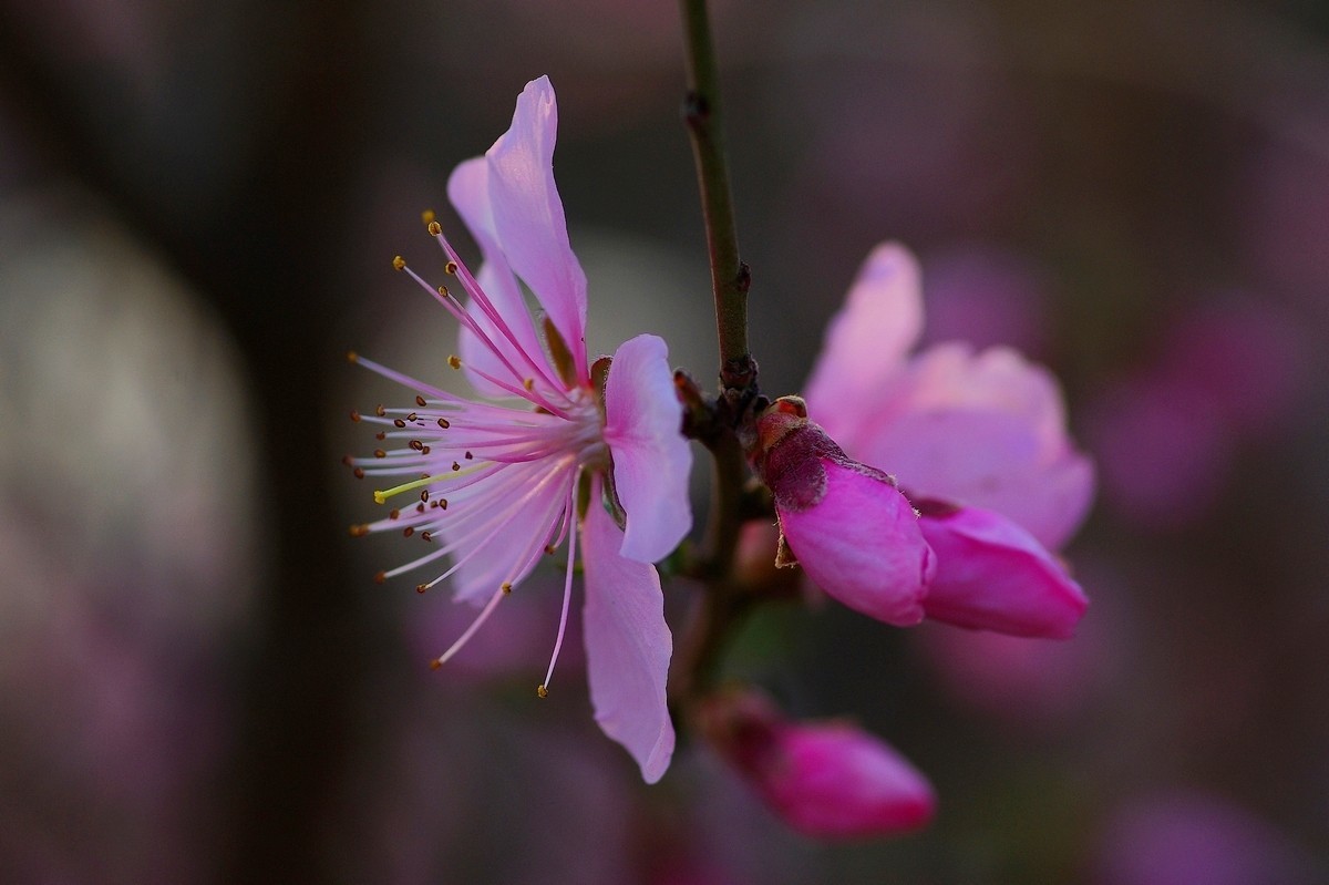 热烈奔放的山桃花