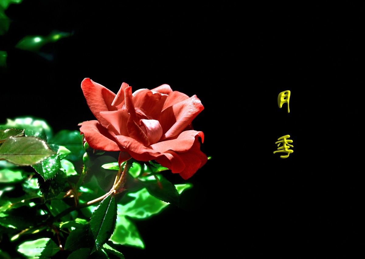 盛开的月季