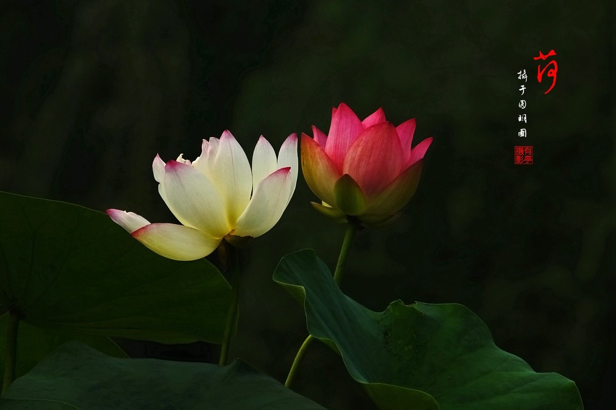 圆明园美荷