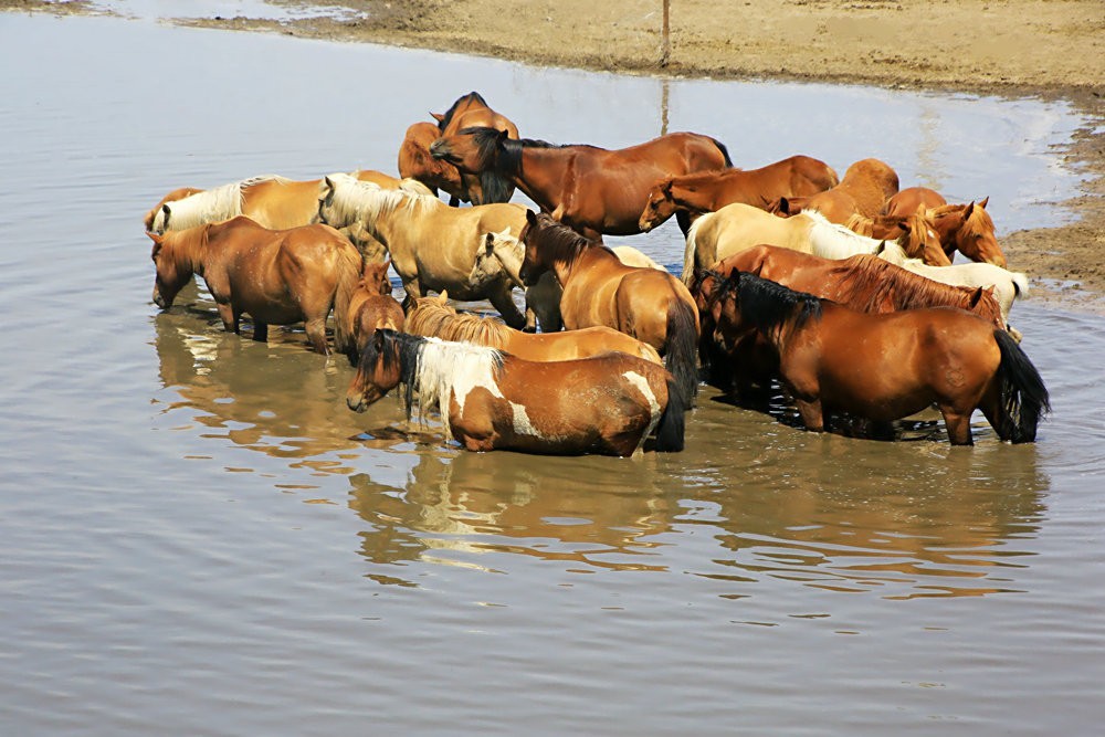 《不老松：纪实摄影》驰骋呼伦贝尔之6偶遇马群！