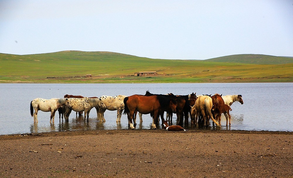 《不老松：纪实摄影》驰骋呼伦贝尔之6偶遇马群！