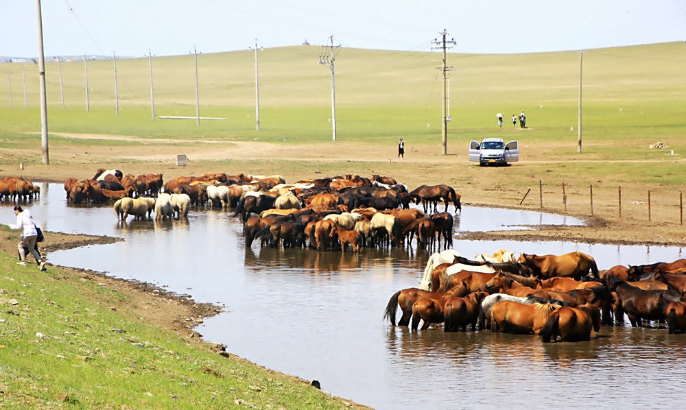 《不老松：纪实摄影》驰骋呼伦贝尔之6偶遇马群！