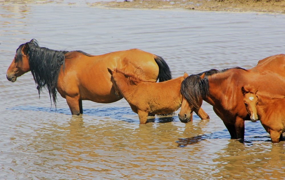 《不老松：纪实摄影》驰骋呼伦贝尔之6偶遇马群！