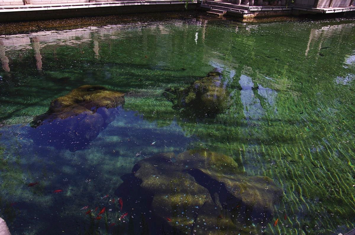 喝着趵突泉水长大的鱼