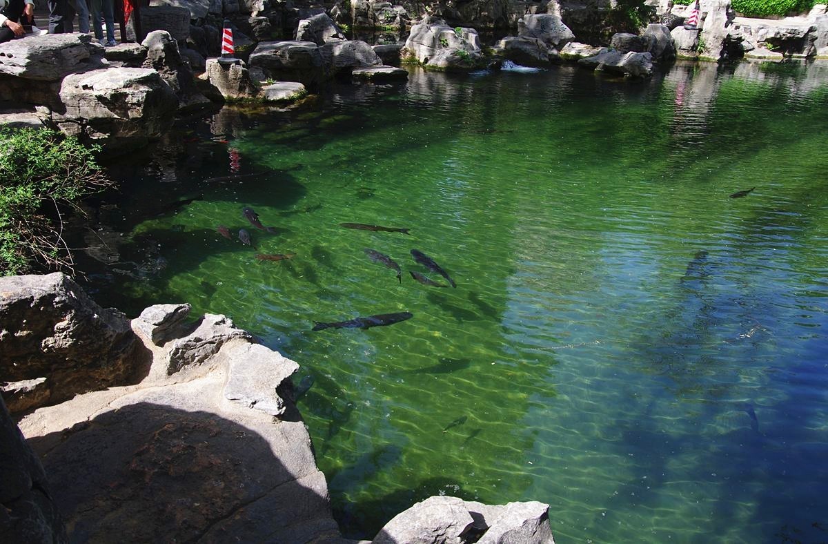 喝着趵突泉水长大的鱼