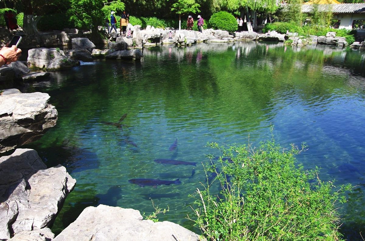 喝着趵突泉水长大的鱼