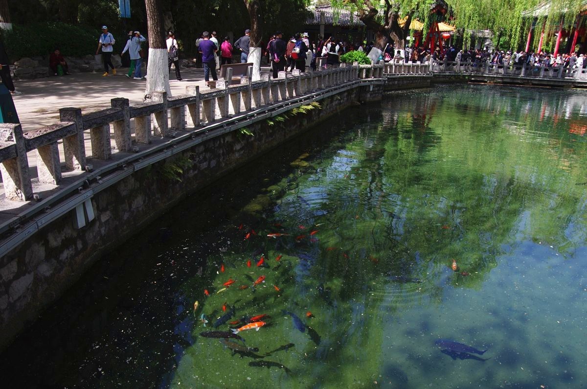 喝着趵突泉水长大的鱼