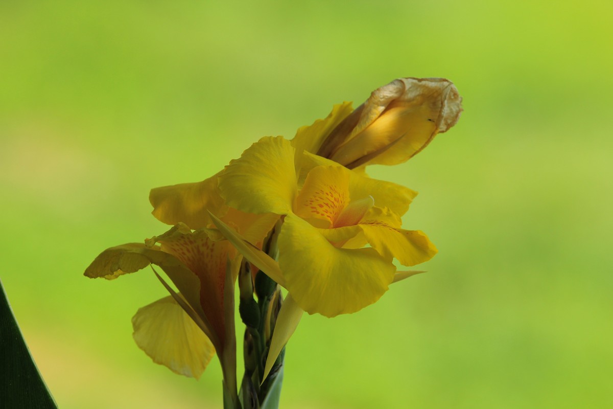 拍摄花卉一（348）