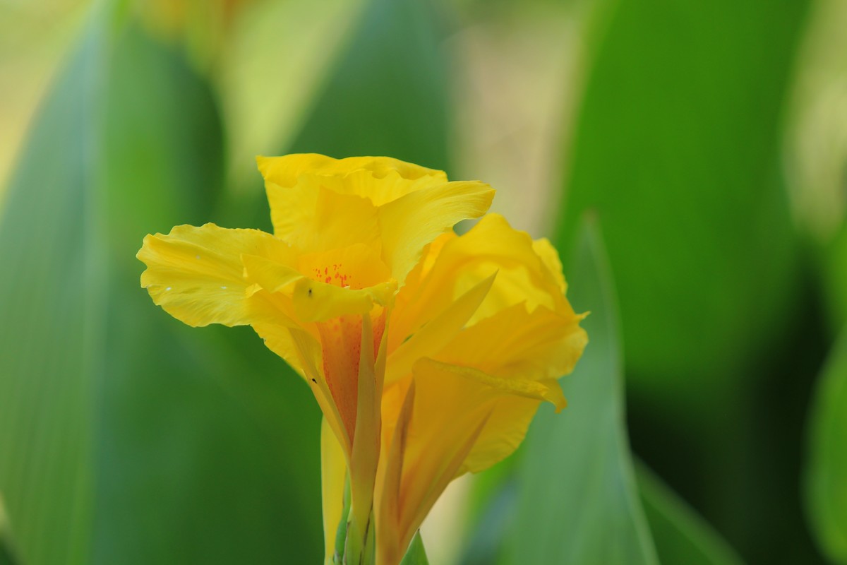 拍摄花卉一（348）