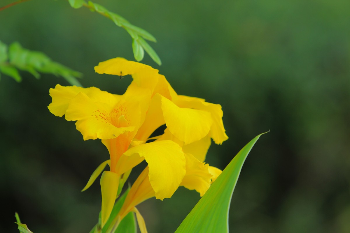 拍摄花卉一（348）